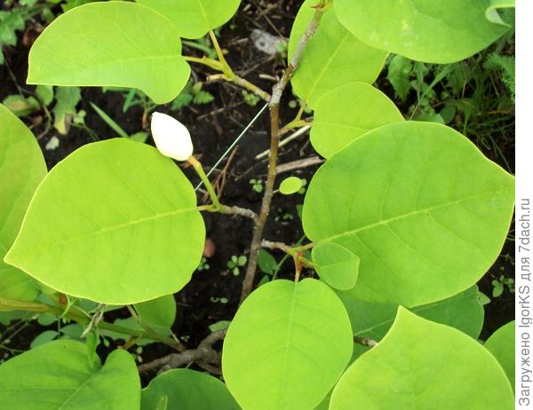 Второй бутон маленький, 2,5 см в длину