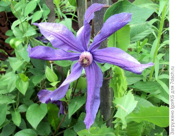 Чтобы всё вокруг расцветало и радовало!