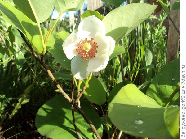 Магнолия Зибольда расцвела с опозданием в 2 месяца