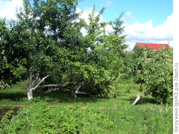 У соседей. Слева дальнее дерево всё разломило. Справа - наклонило