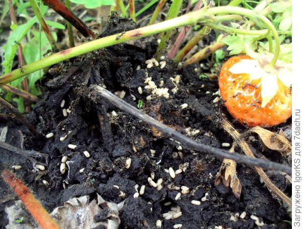 Муравейник под земляникой