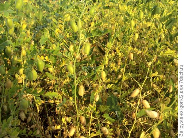 Микрозелень - польза и красота на подоконнике🌿