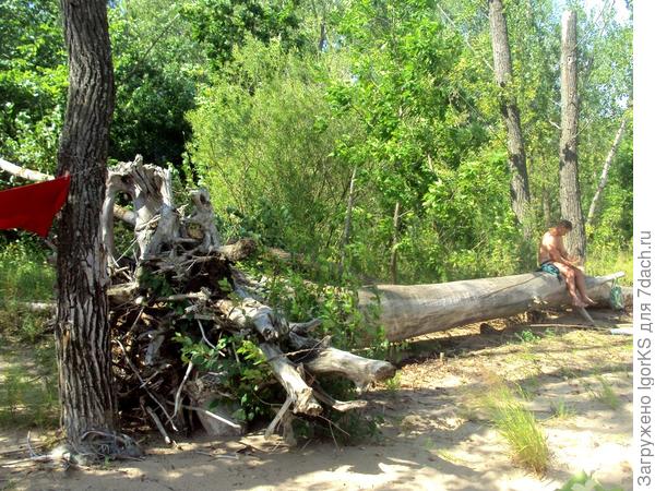 Дерево отлично вписалось в общую картину