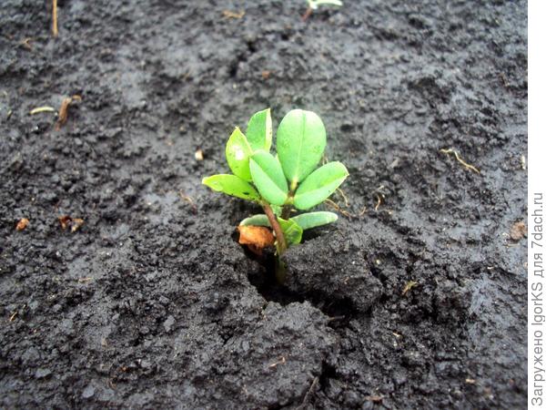 Как посадить арахис на огороде в москве и как вырастить молотый арахис через рассаду и саженцы в открытый грунт в разных регионах россии
