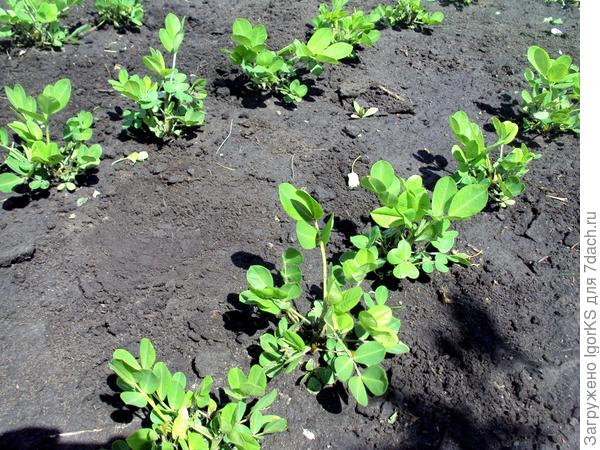 Как посадить арахис на огороде в москве и как вырастить молотый арахис через рассаду и саженцы в открытый грунт в разных регионах россии