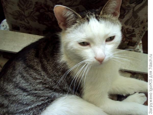 Барсик вечно дрыхнет...