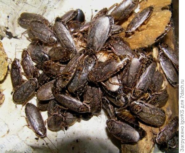 Мраморные тараканы
