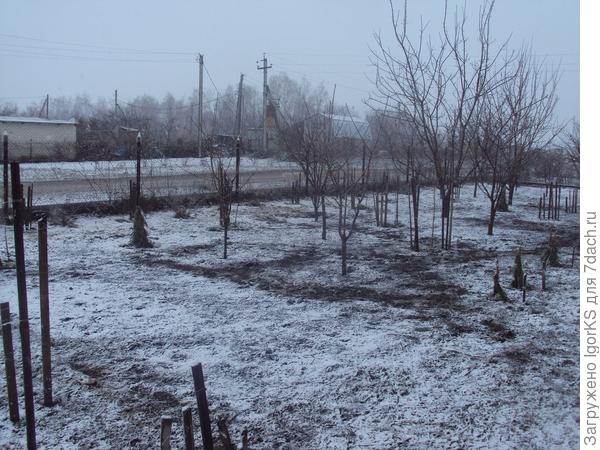 Самые большие деревья - абрикосы.