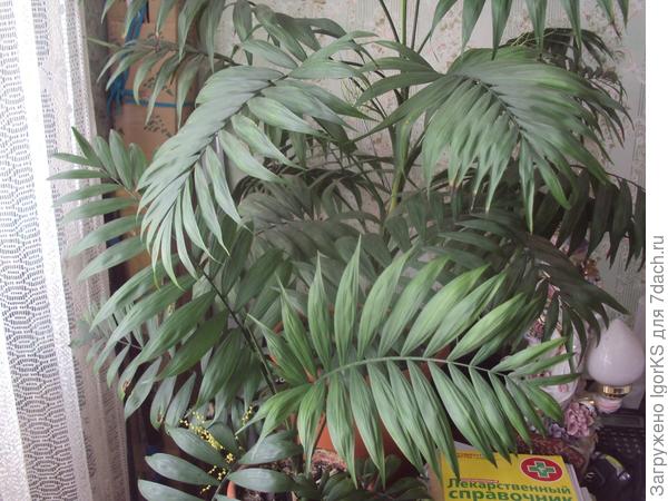 У родителей домашнее растение дало семена (слева снизу). Уже взял))), надо посадить.