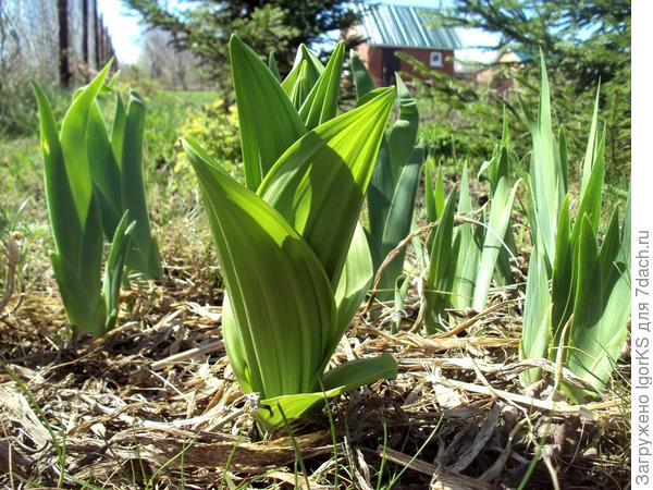 А об этом растении на даче статья выйдет в конце лета