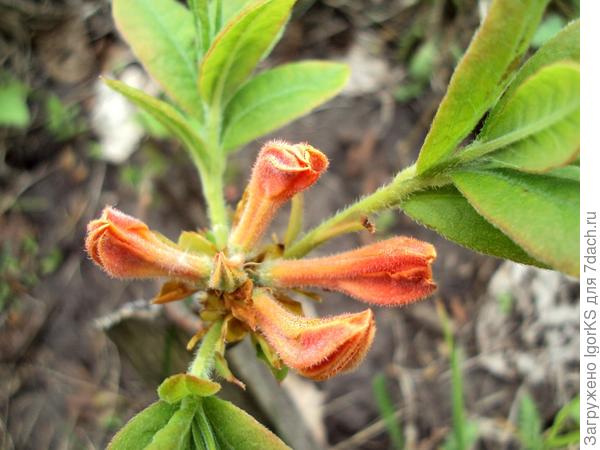 Азалия Мандариновые огни "Mandarin lights", 2 июня