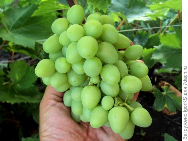 Тузловский великан 11 августа