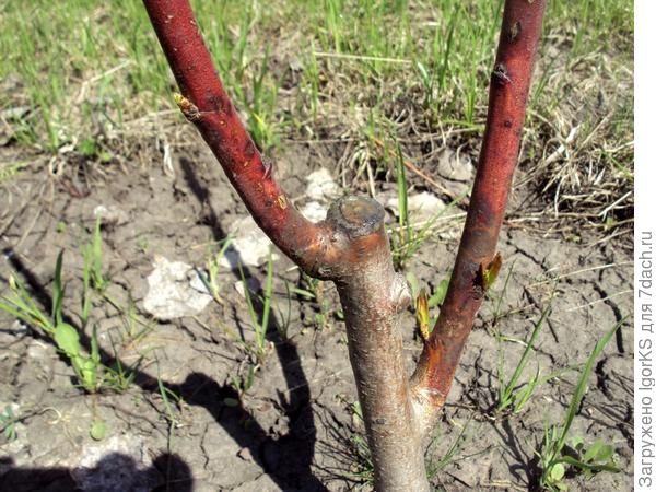 Привитые персики без пригибания ветвей к земле сильно страдают в условиях суровых зим