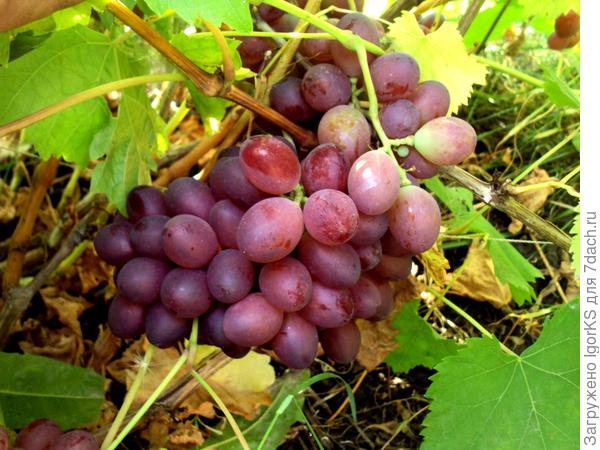 Томайский. Очень урожайный