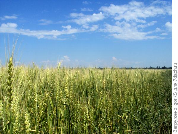 Родной край