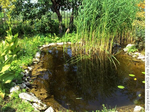 Цветущая чемерица на берегу водоёма. Июль