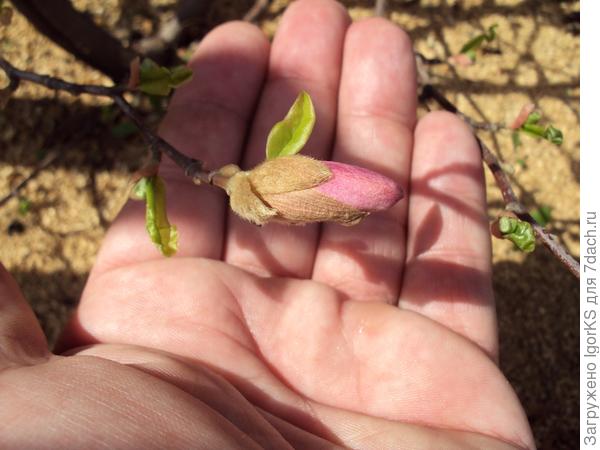 За день до цветения...