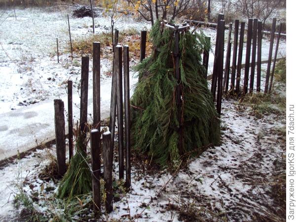 Зимнее укрытие для пятилетнего деревца