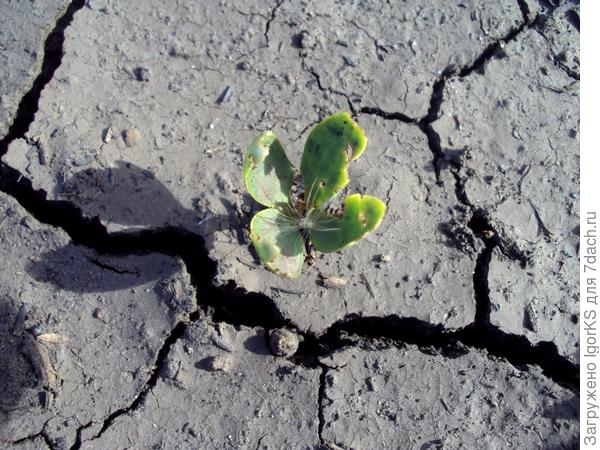 Катальпёночек