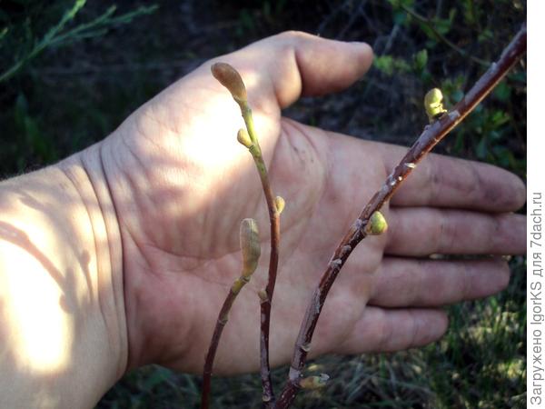 Те самые почки магнолии Butterflies весной. 9 мая
