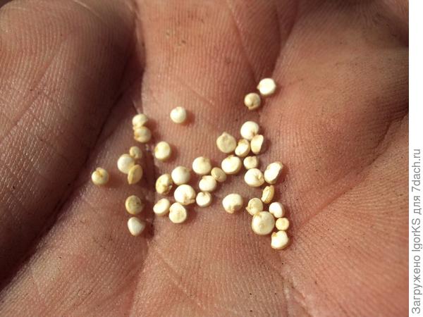 Семена киноа перед посадкой