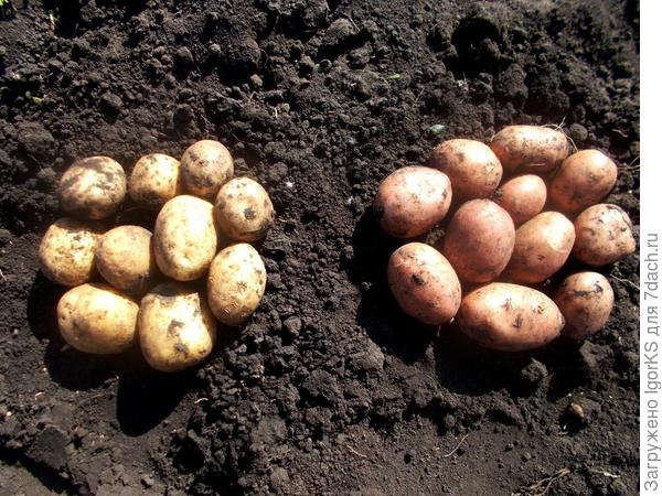 Сравнение урожайности 6 сортов картофеля, выращенных на даче