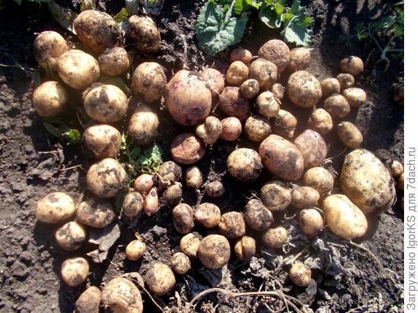 Сравнение урожайности 6 сортов картофеля, выращенных на д��че