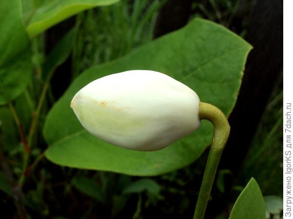 Бутон перед раскрытием