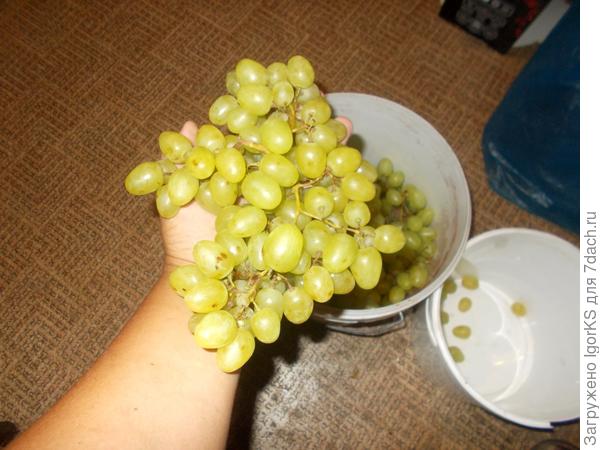 Сейчас уже вовсю плодоносит. 5 дней назад сорвал