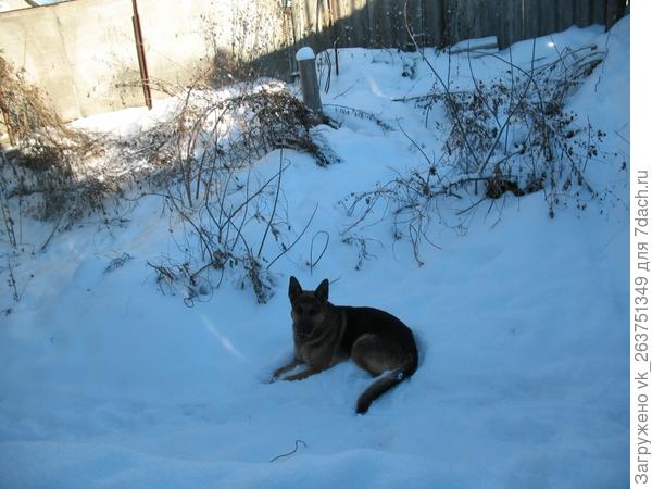 Чен во дворе перед крыльцом
