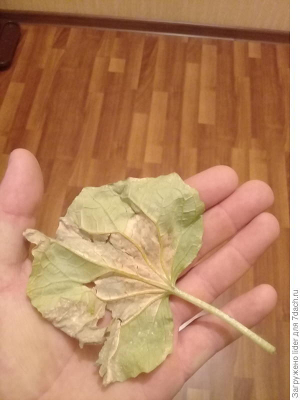 лист