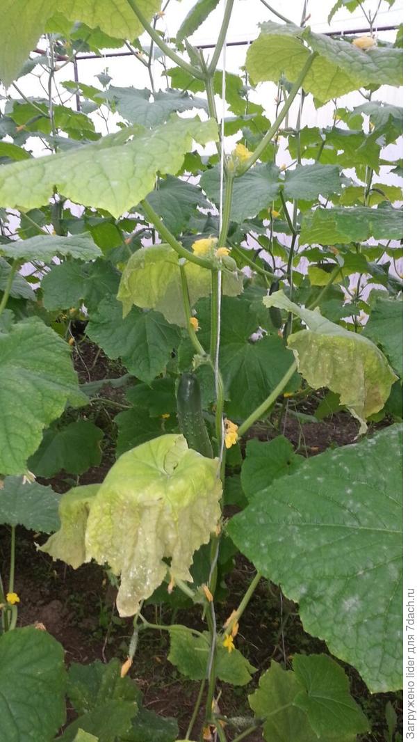 Лист огурец