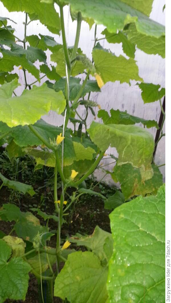 Лист огурец