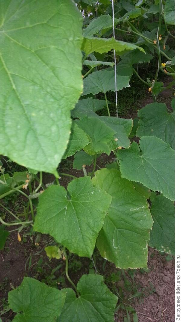 Лист огурец