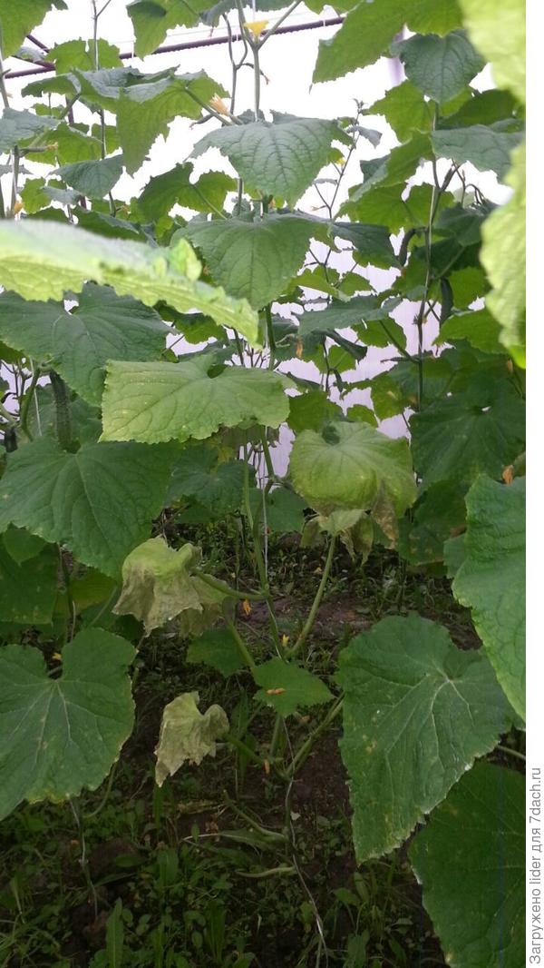 Лист огурец