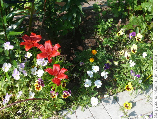 вот такой у меня огород..