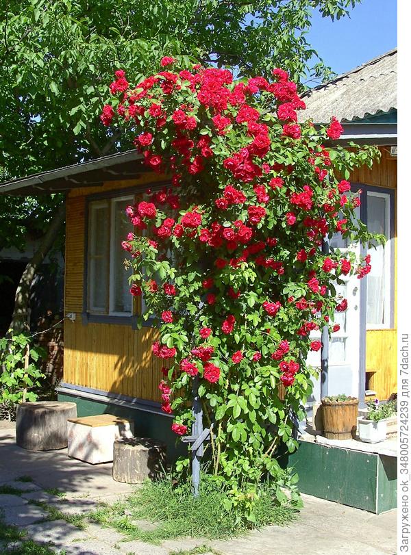 Дорогие, подскажите, что за сорт розы у нас...цветет один раз, весной обрезаю количество стеблей до 8-10, оставляю молодые и немного старых...