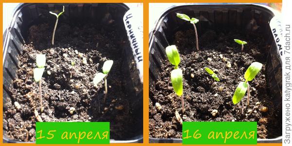15 апреля появились последние два томатика.