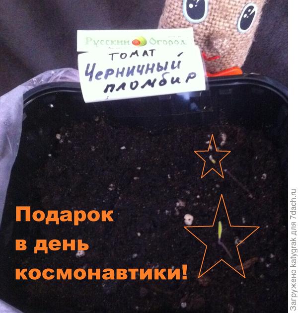 Первые первые росточки появились 12 апреля.