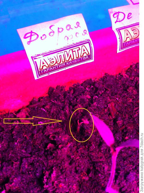 * Из одной семечки "Доброй феи" появилось два росточка.