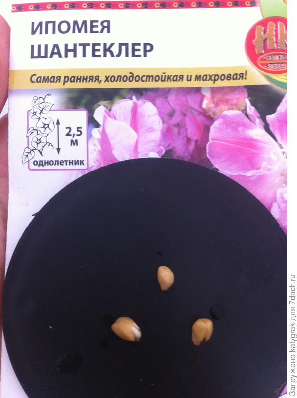 Семена перед посадкой