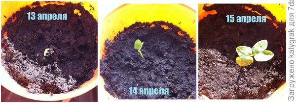 Прорастание.