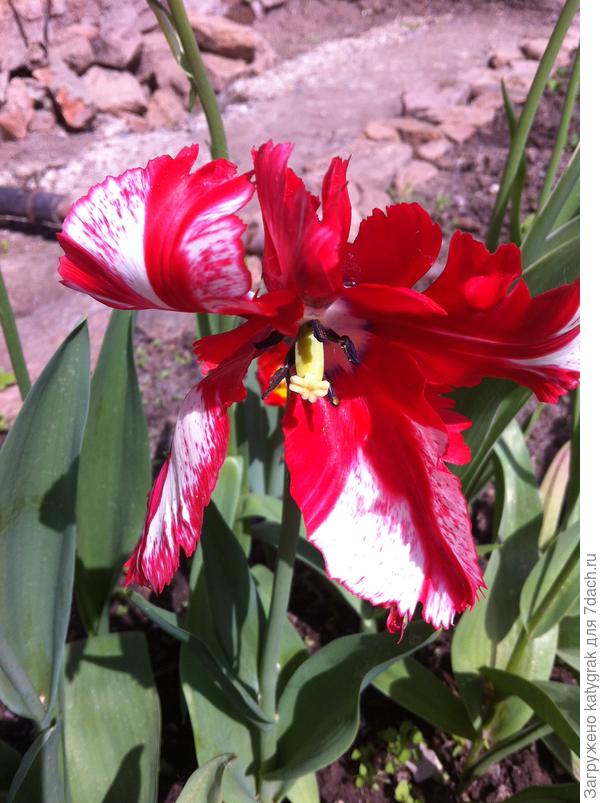 Попугайный тюльпан