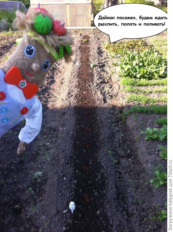 Дайкон посажен