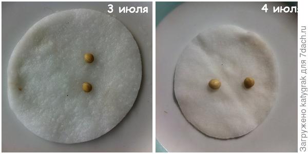 Для полноты эксперимента решила посеять их в грунт. Сразу замочила, на следующий день оба семечка увеличились в размере.
