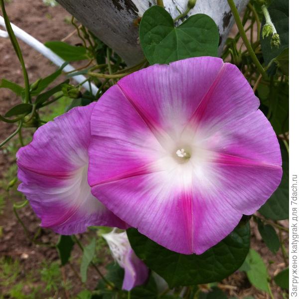 Потом, после того как прижилась в ОГ -воте нате! Цветы размером уже около 7 см.