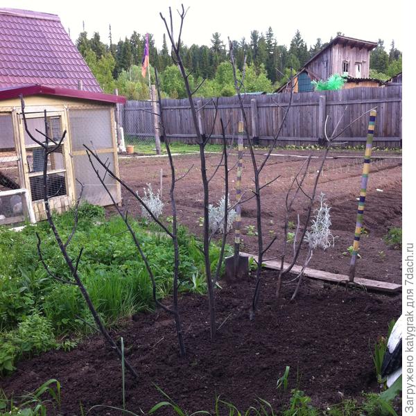 Закопала в землю