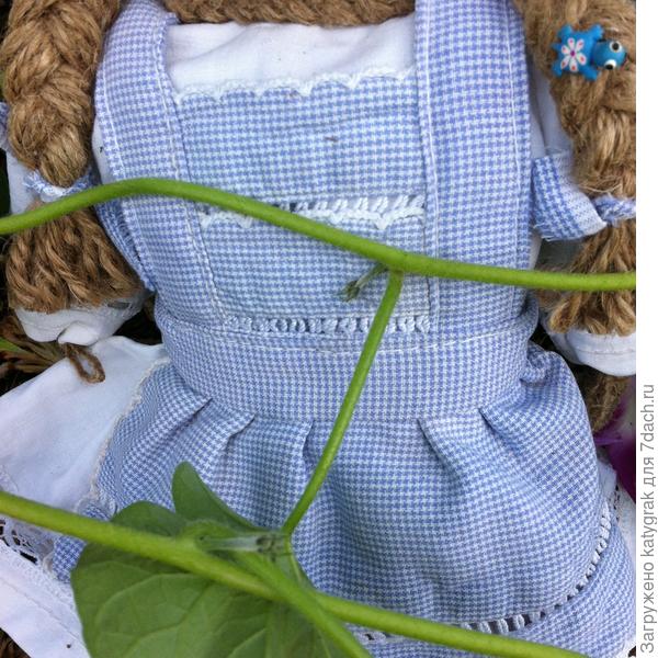 Появились первые завязи бутонов.