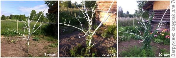 После высадки в ОГ, растение долго болело, цвело, но скудно.