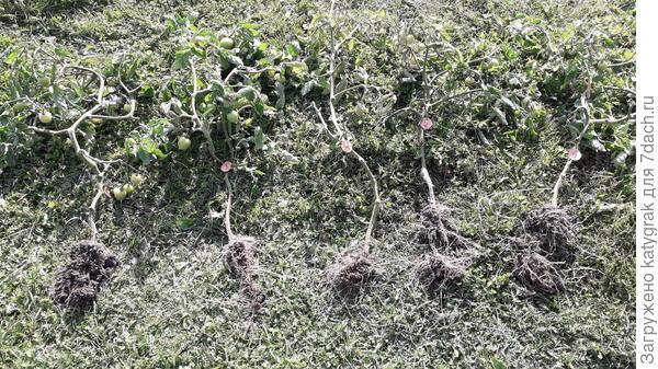 4 сентября удалила все растения Смайлика.